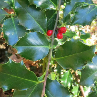 thumbnail of European Holly