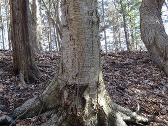 base of a tree with smooth bark with numerous horizontal lines, peeling slightly, texture extending onto spreading roots