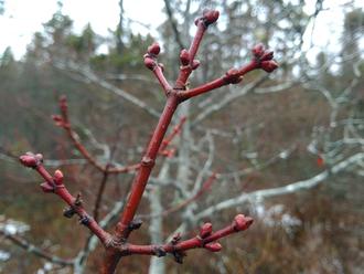 bold red-colored twig, branching oppositely, covered in stout buds of the same color, against a dormant deciduous landscape