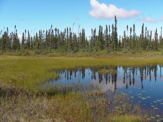 Taiga - Mrs. Grondin Major Biomes of the World