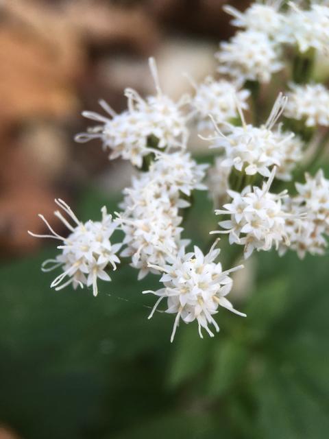 closeup of inflorescence, showing many flowerheads, each a cluster of many small white flowers