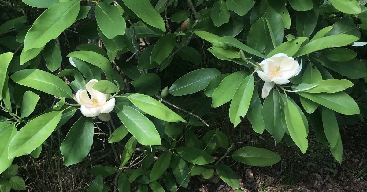 Sweetbay Magnolia (Magnolia virginiana) - bplant.org