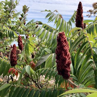 Staghorn Sumac