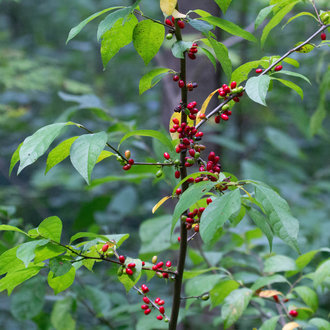 thumbnail of Northern Spicebush