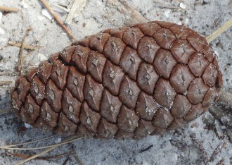 A closed pine seed cone, with glossy, dark brown cone scales and small cone prickles, lying on sand with sparse pine needles