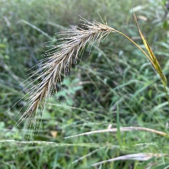 thumbnail of Riverbank Wildrye