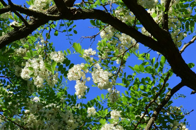 foliage, compound leaves with rounded leaflets, large clusters of small white flowers, and dark branches, against blue sky