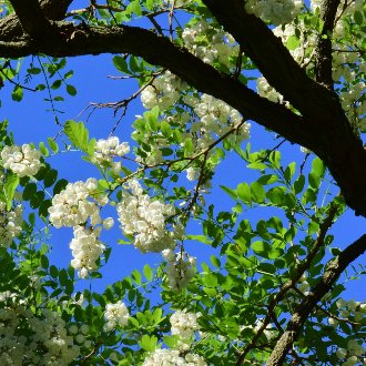 foliage, compound leaves with rounded leaflets, large clusters of small white flowers, and dark branches, against blue sky