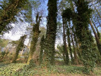 English ivy completely covering both the ground and tree trunks in an open woodland