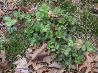 Red Clover