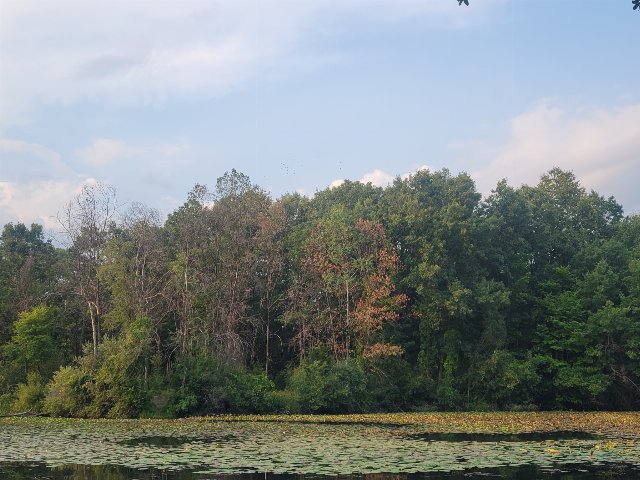pond with lilies in the foreground, forest behind, with some dead trees on the edge