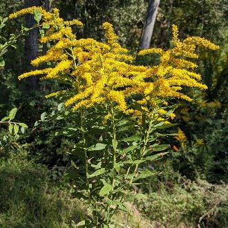 Tall Goldenrod