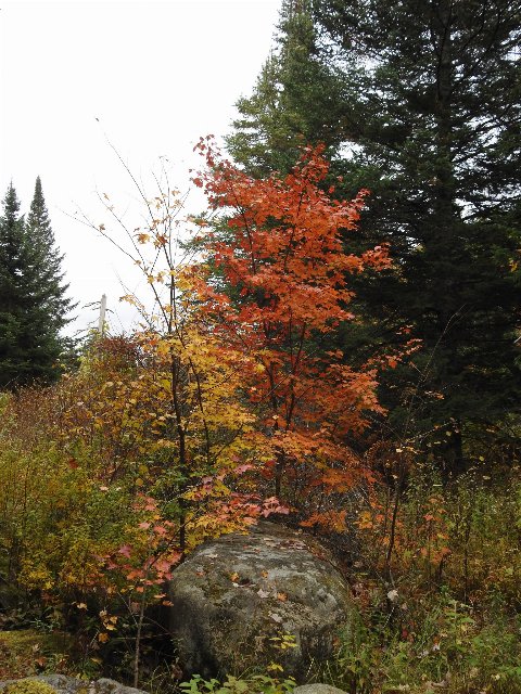 a small tree growing out of a boulder, changing colors to yellow, orange, and red, against green trees in the background