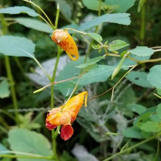 thumbnail of Jewelweed