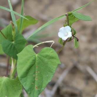 Small White Morning-Glory