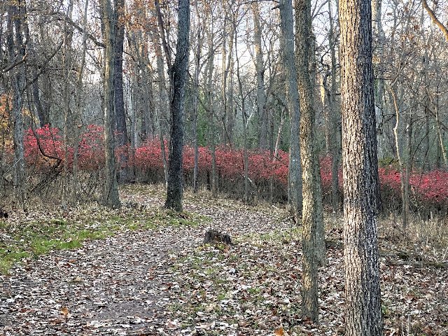 a forest in early fall, with a dense understory dominated by bold red shrubs