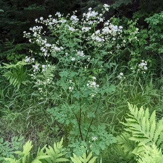 thumbnail of King of the Meadow