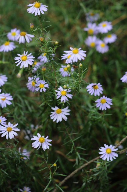 numerous whitish asters with large rays and yellow centers, on long, unbranched stems with narrow leaves