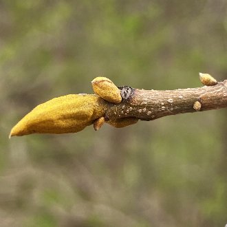 Bitternut Hickory