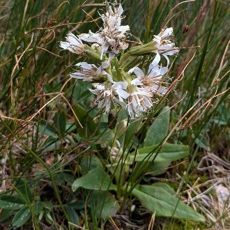 Alpine Rattlesnakeroot