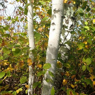 Birch, Paper - Betula papyrifera