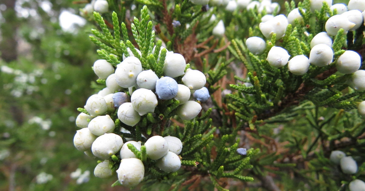 juniperus virginiana cone