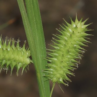 Bottlebrush Sedge