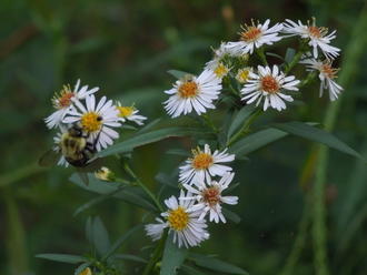 White Panicled Aster