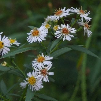 thumbnail of White Panicled Aster