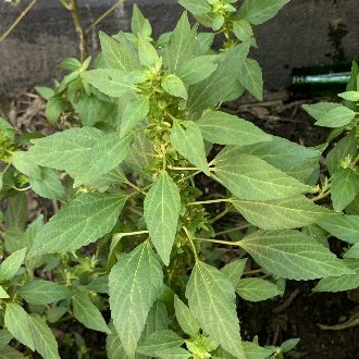 vigorous plant with many rhomboid leaves projecting from the stem on long stems, bracts and flowers underneath