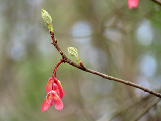 upturned branch just beginning to leaf out upward, with small bright pinkish-red samaras dangling down
