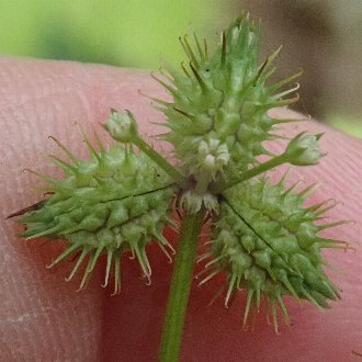 thumbnail of Largefruit Blacksnakeroot