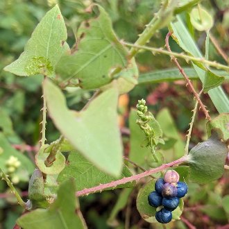 Asiatic Tearthumb