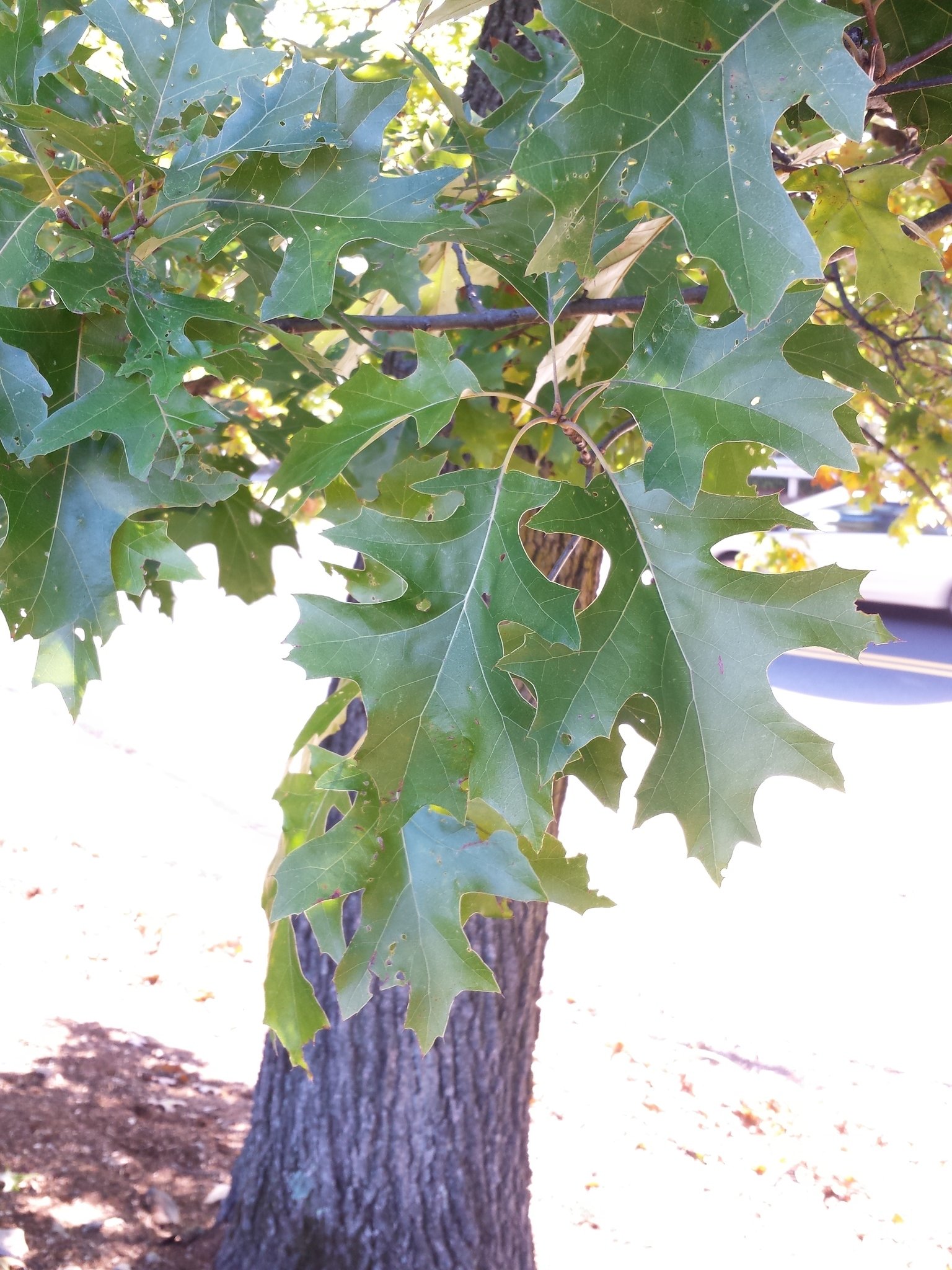 Black Oak (Quercus velutina) - bplant.org
