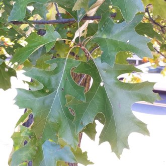 black oak leaf identification