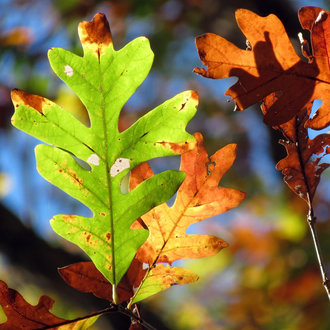 thumbnail of White Oak