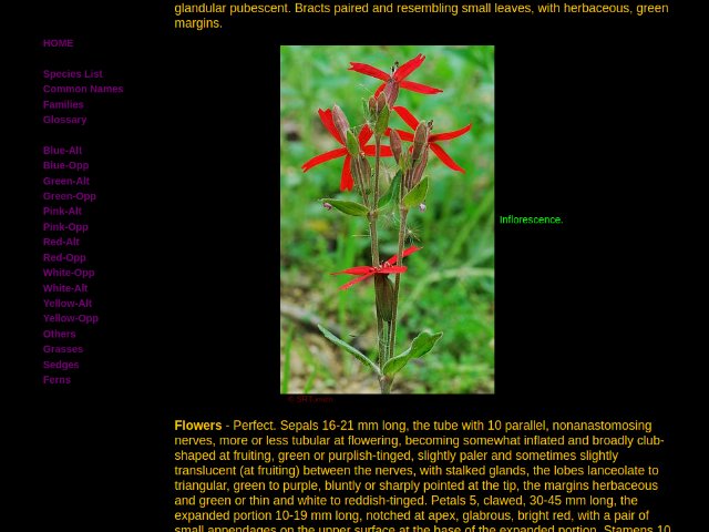 screenshot of a website with black background and yellow text, with a photo of a bold red flower on green background