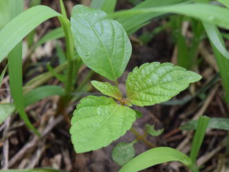 small plant with three large leaves, two tiny growing leaves, two cotyledons, amongst some grass blades