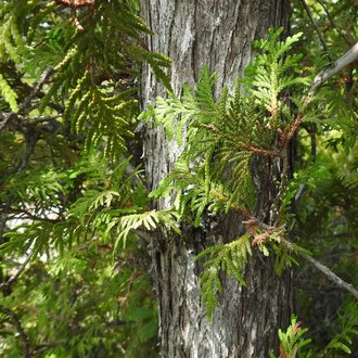 Northern White-Cedar