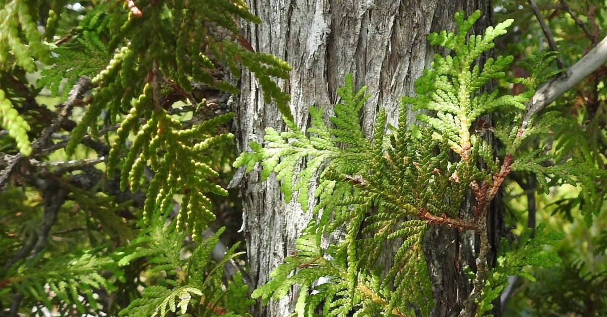 Northern White-Cedar (Thuja occidentalis) - bplant.org