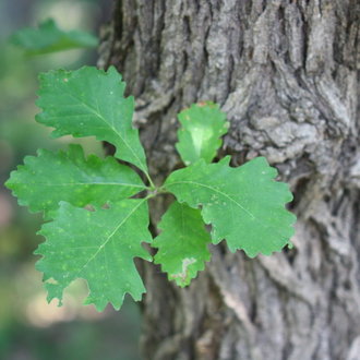 Bur Oak (Quercus macrocarpa) - bplant.org