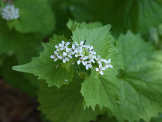 a flower cluster at the tip of a leafy stem, many small white flowers with four petals each