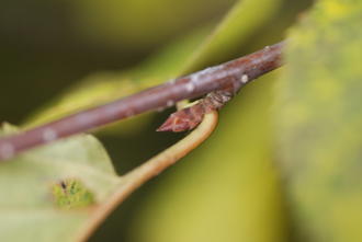 closeup of reddish twig where it meets the base of a leaf, sharp reddish bud in the leaf axil