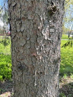 Closeup of bark of a tree, showing grayish scales with a tinge of pink in places, a sunny, grassy field in the background