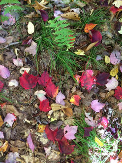 small, serrated maple leaves fallen on the ground, deep dark red above, undersides pale pink