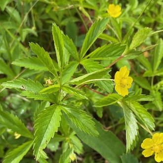 thumbnail of Common Cinquefoil