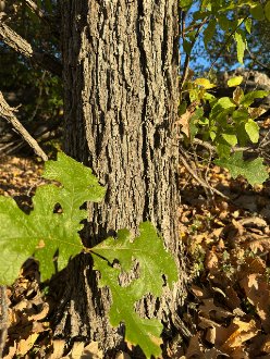 an oak with thick bark, irregularly lobed leaves, surrounded by loose, dry leaf litter