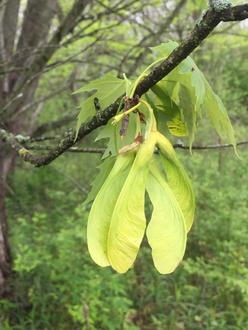 tree branch beginning to leaf out with deeply lobed leaves, dangling large samaras, both uniform pale green in color