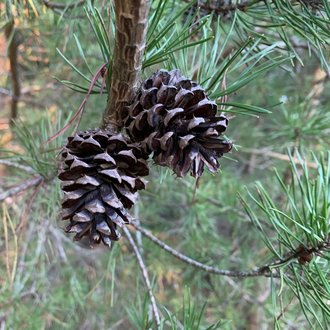 thumbnail of Virginia Pine