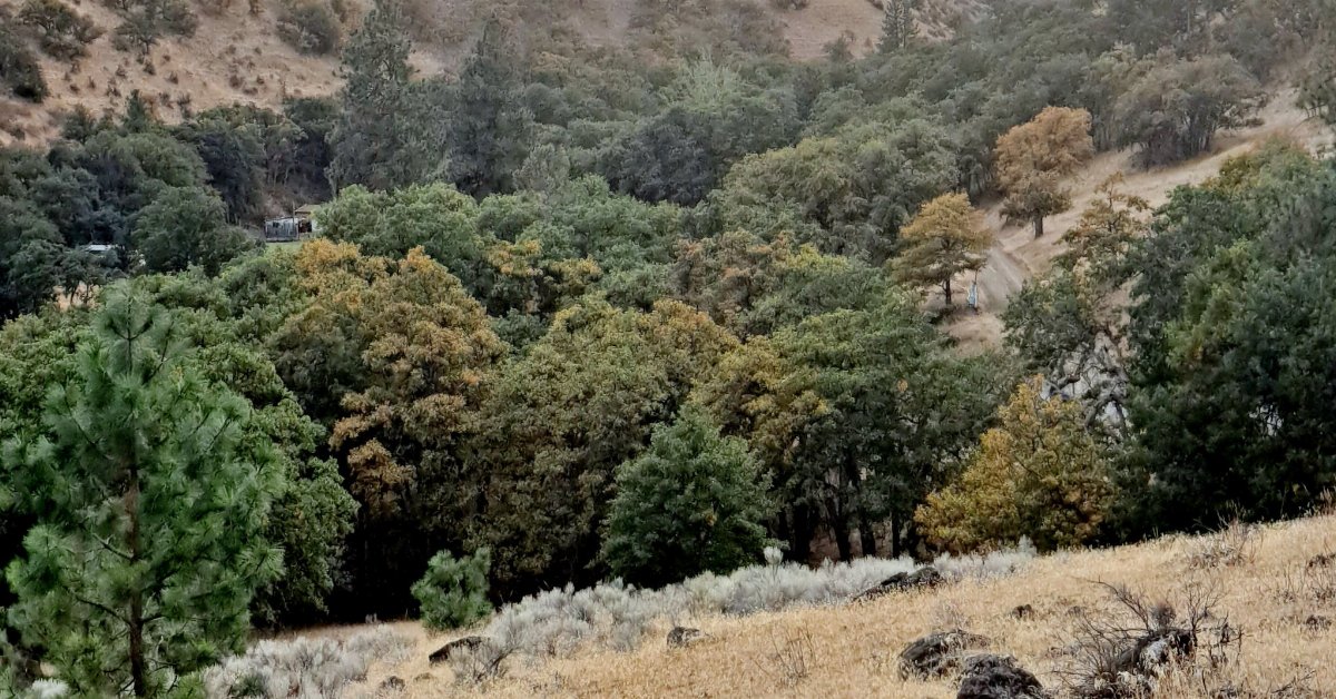 hilly terrain with grassland with scattered rocks in the front, and savanna with scattered trees behind